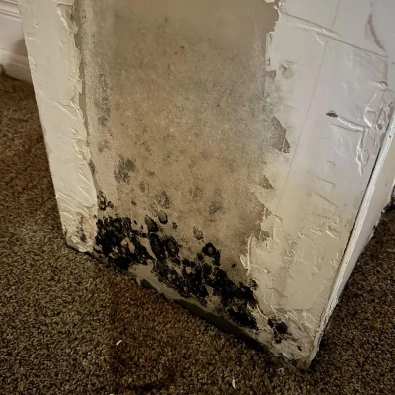 Professional Mold Removal in Tularosa, NM